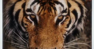 Le commerce du tigre sur National Geographic