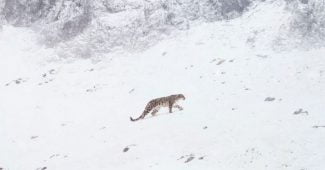 Affiche du documentaire "La Panthère des neiges"
