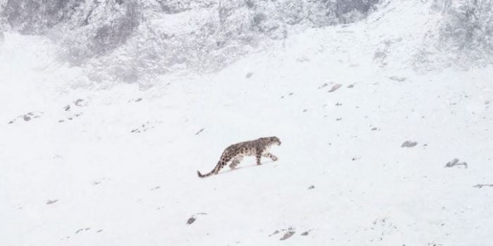 Affiche du documentaire "La Panthère des neiges"
